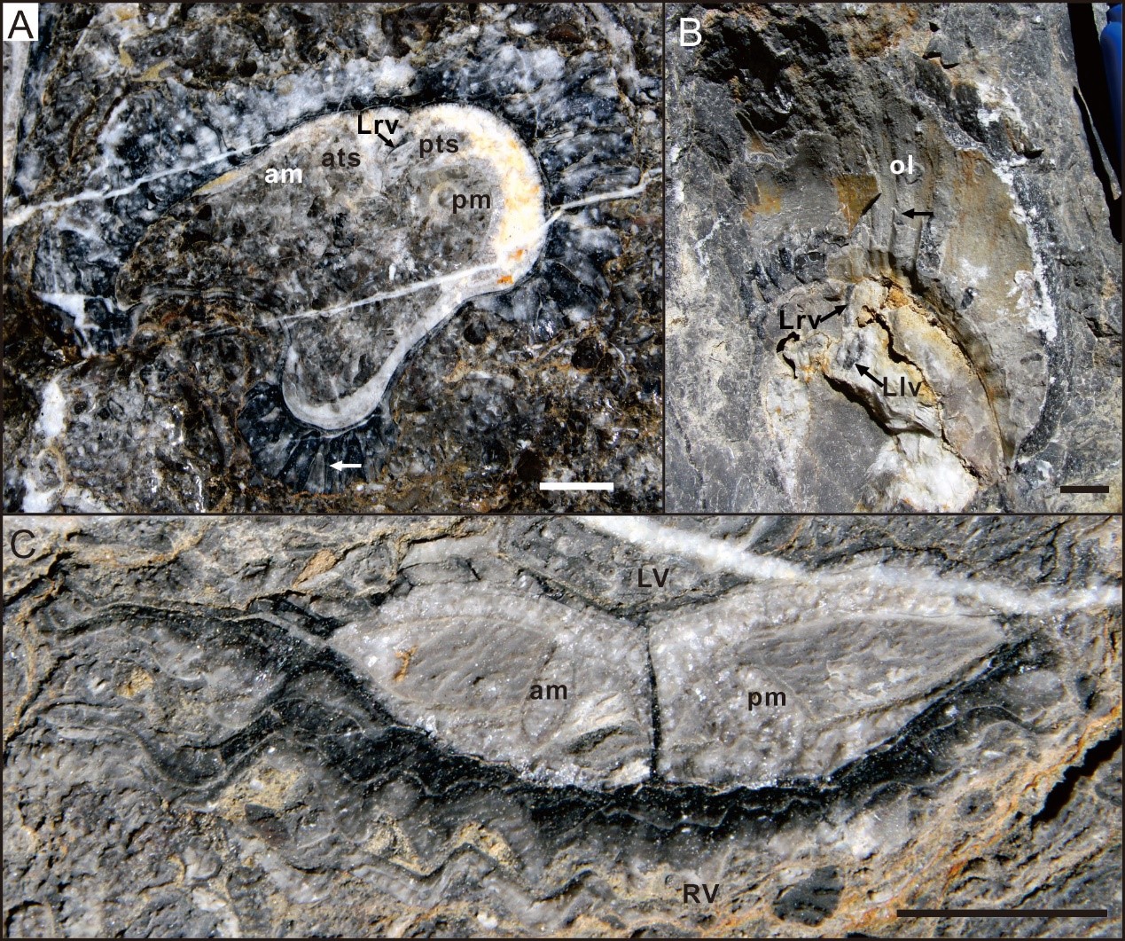 新材料揭示固着蛤起源演化和古地理分布