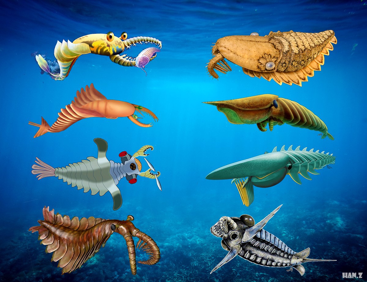 澄江生物群中新发现多种大型食肉动物奇虾化石