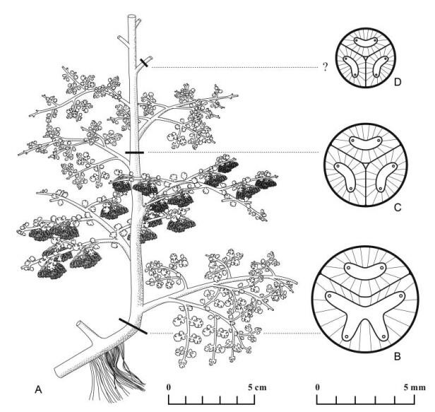 守刚蕨的形态学复原以及不同部分的解剖结构图